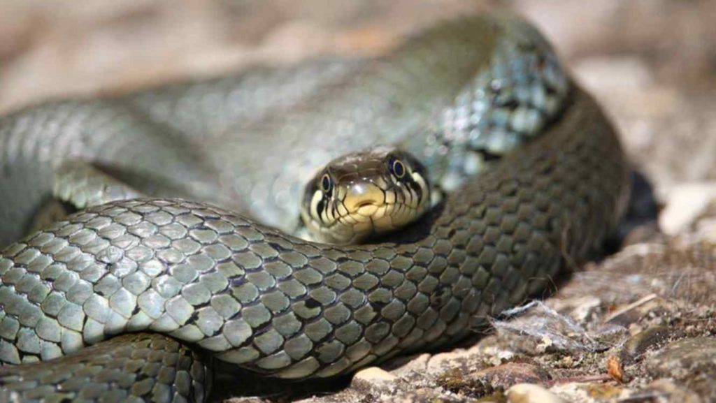 wildlife reptile fauna close up snake rattlesnake 601899 pxhere.com 1