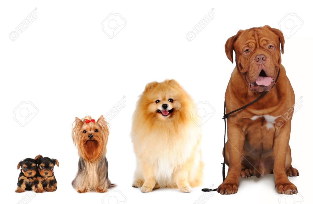 29584740 grupo de perros de diferentes tamaños sentarse y mirando a la cámara aislada en blanco yorkshire terrier