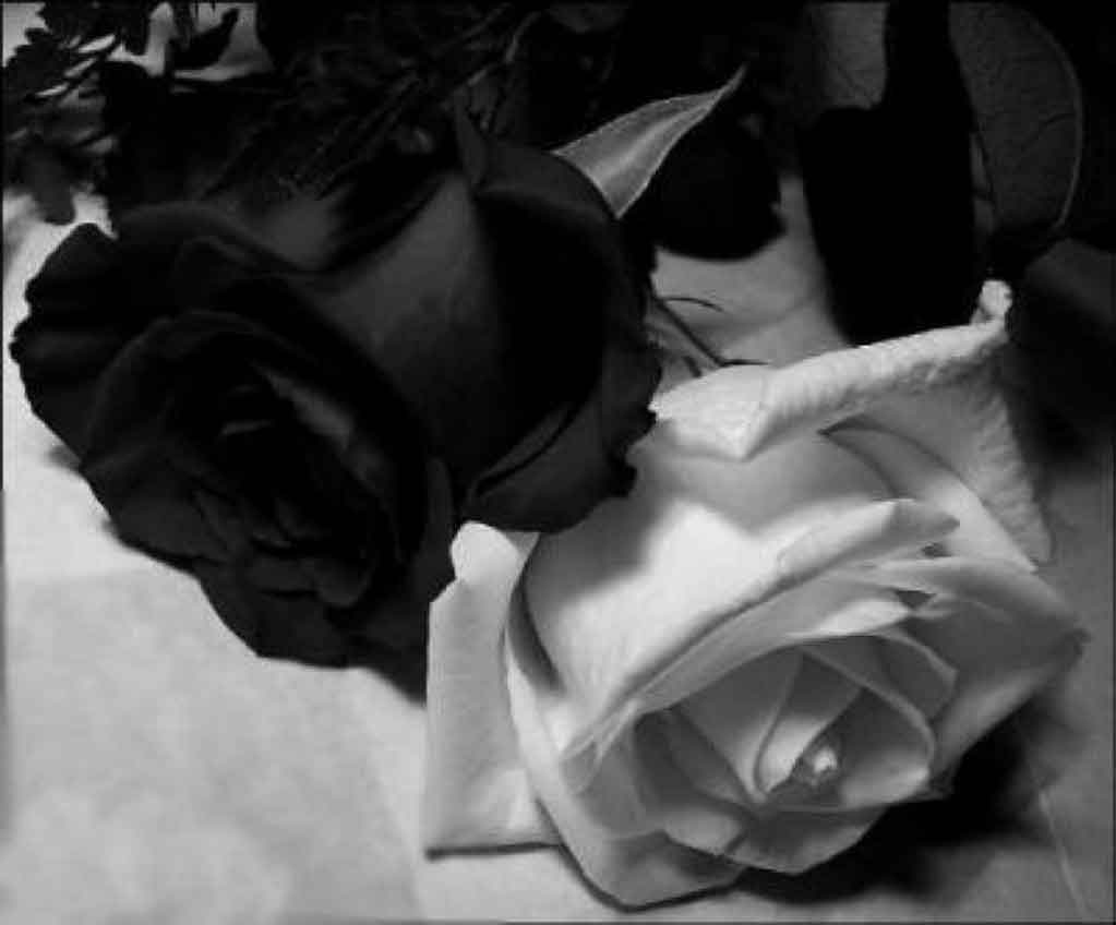rosa negra flor