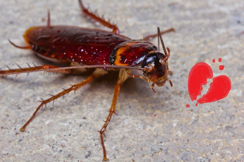 cucaracha san valentin