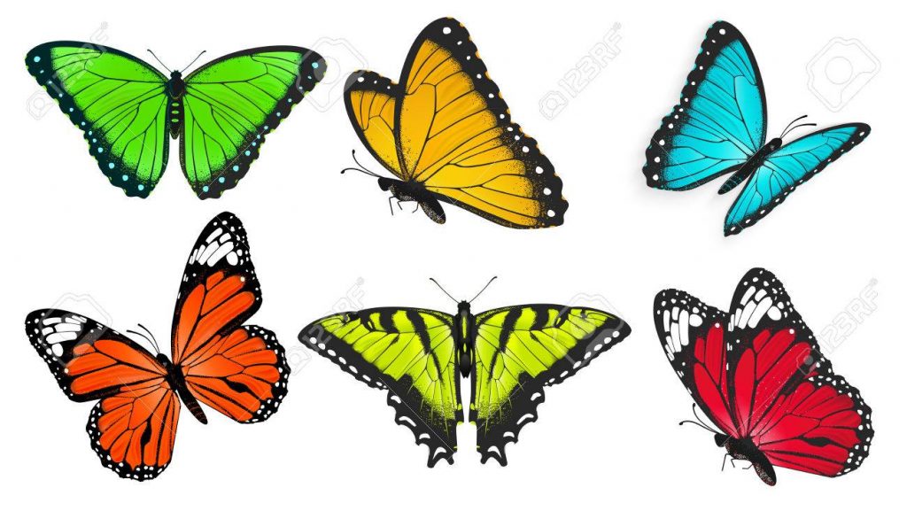56750284 conjunto de mariposas realistas brillantes y coloridos ilustración mariposa