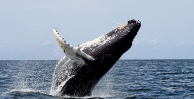 ¿Qué significado tiene soñar con ballenas?