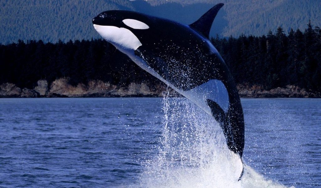 orcas las ballenas asesinas