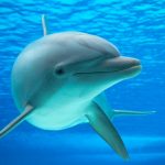 ¿Qué puede significar soñar con delfines?