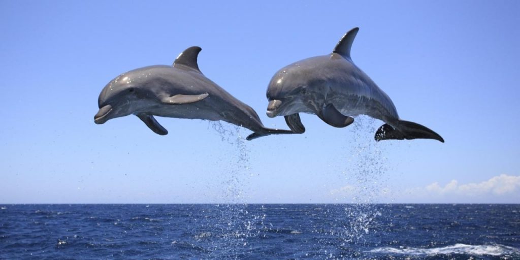 imagenes divertidas de delfines